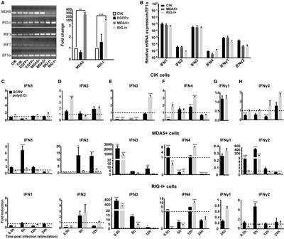 MDA5 Induces a Stronger Interferon Response than RIG-I to GCRV Infection through a Mechanism Involving the Phosphorylation and Dimerization of IRF3 and IRF7 in CIK Cells